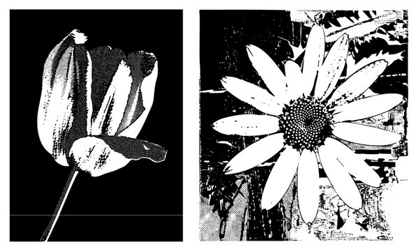 Graphic designs rendered in halftone technique, pop art blossoms, retro botanical prints, stylized daisy and tulip motifs with dot matrix texture.