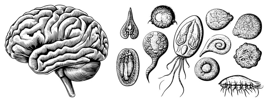 Anatomical brain diagram with detailed cerebral cortex, paired with microorganisms like protozoa and parasites biological sketch, scientific engraving.