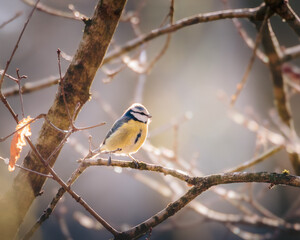 Blue Tits, Perched in Humford Woods, Northumberland.  © Neil_Benison_Photos