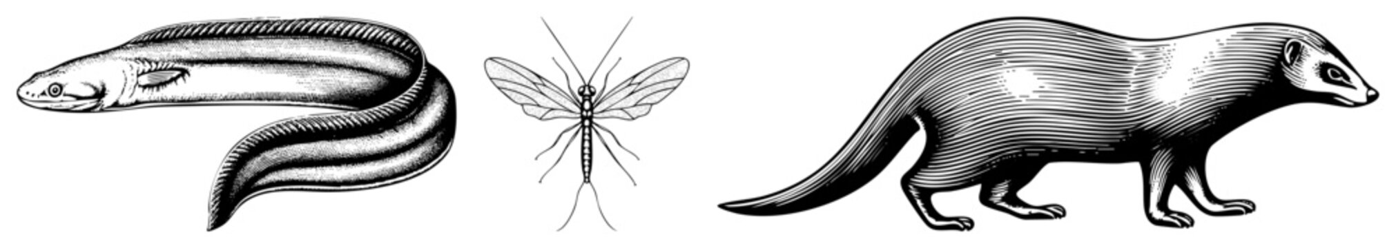 Classic engraved fauna depictions eel (Anguilla), mayfly (Ephemeroptera), weasel (Mustela) rendered with and stippling for educational or natural history use.