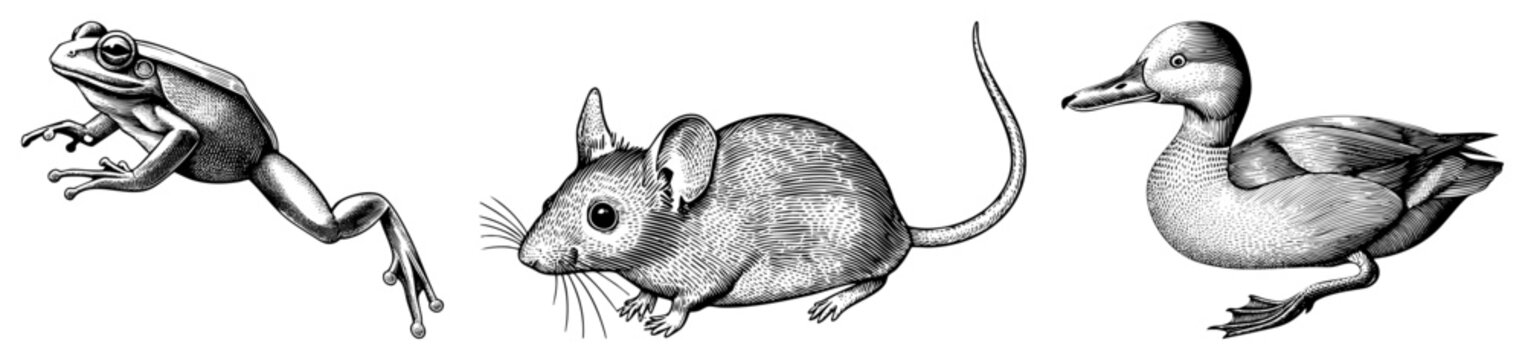 Classic engraved wildlife trio featuring amphibian, rodent, and waterfowl detailed stipple hatched animals rendered in antique scientific illustration style.