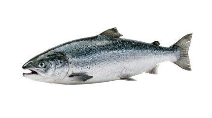 Obraz premium A whole, fresh salmon fish isolated on a clean white background, showcasing its silver scales and healthy appearance in a studio shot.