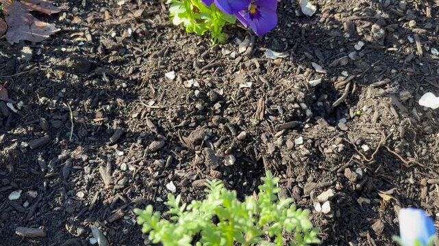 Dolly out shot from purple violas to blue nemophila