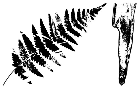 Botanical illustration of a fern leaf and stem, pteridophyte frond, cutout, graphic design asset, nature inspired vector art.