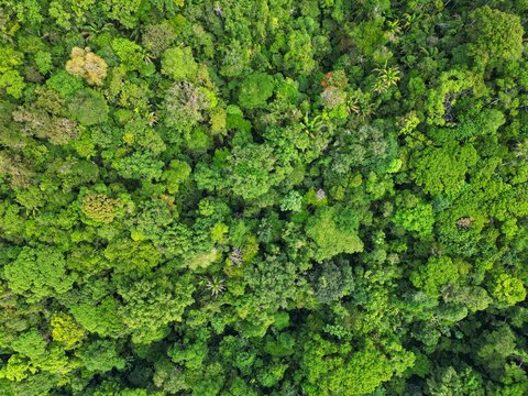 Aerial view of the dense tropical rainforest canopy with vibrant green foliage and diverse tree species near Bahia Solano Mutis, Choco, Colombia.