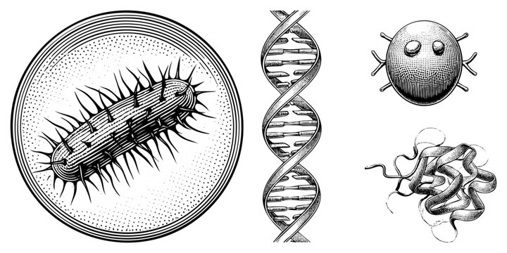 Microbial cell culture visualization, prokaryotic organism depiction, genetic material diagram, viral particle sketch, macromolecule rendering biological science illustration.