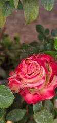 Fototapeta premium Close up for red and white rose in garden