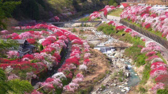 花桃の里（長野県阿智村）