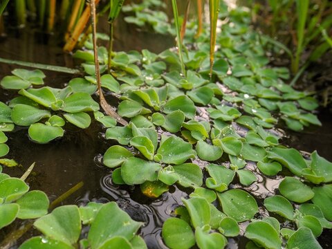  Apu apu atau Pistia stratiotes atau kiambang