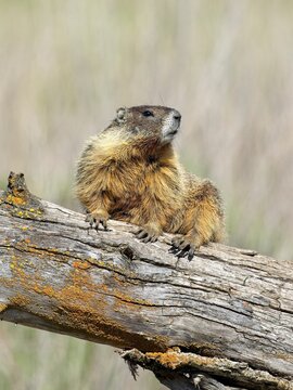  Marmot sits on a log on a bright day.