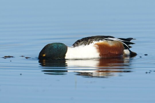  Northern Shoveler searching for food.