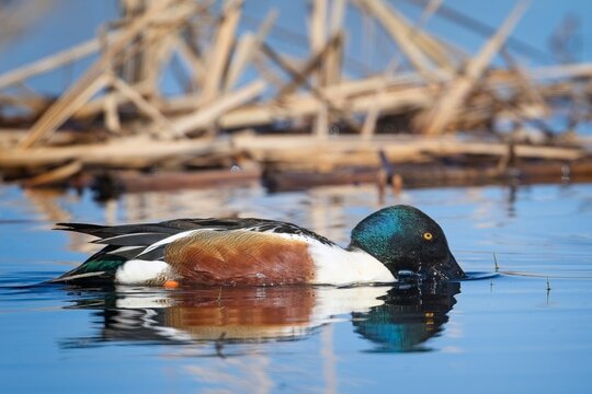  Northern shoveler dips its bill in water.