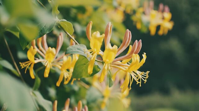 Handheld Tracking Of Hanging Yellow Honeysuckle Flowers In Summer