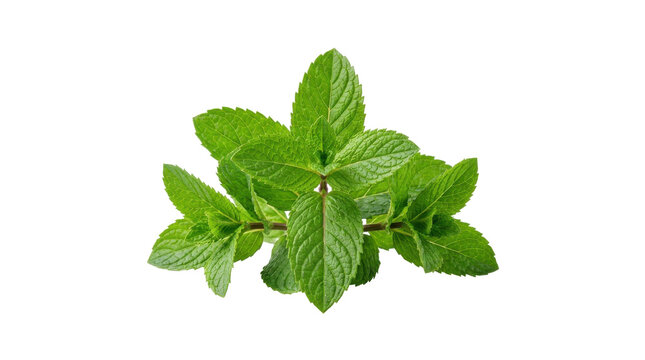 Fresh green mint leaves on a white background, showcasing their vibrant color and texture.