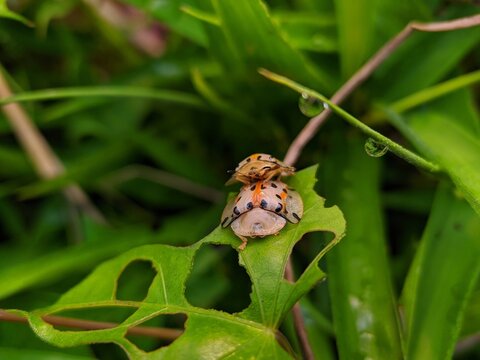 kumbang kura-kura atau Aspidimorpha miliaris