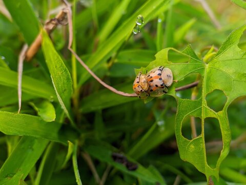 kumbang kura-kura atau Aspidimorpha miliaris