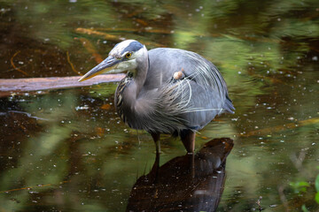 Obraz premium Great Blue Heron Standing in a Pond
