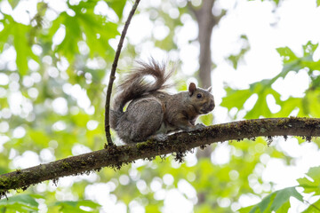 Obraz premium Adult Gray Squirrel Sitting on a Tree Branch