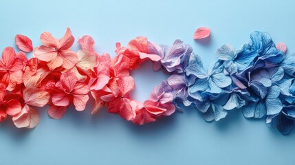 Fototapeta premium Hydrangea petals arranged in gradient colors with a heart shape on blue backdrop