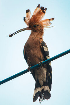Eurasian Hoopoe (Upupa epops) on a wire