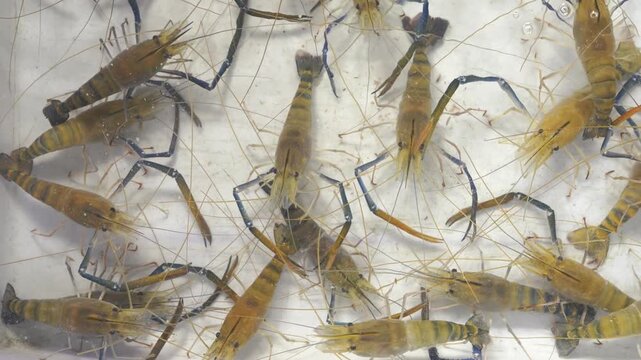Overhead view of live giant freshwater prawns in a water tank. These crustaceans feature distinctive long blue claws and striped bodies, widely used as a premium ingredient in seafood cuisine.