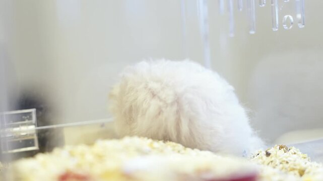 Close-up of a fluffy white Syrian hamster sitting in a clear plastic cage with sawdust bedding. Adorable domestic rodent pet portrait in a bright and clean indoor environment with soft lighting.