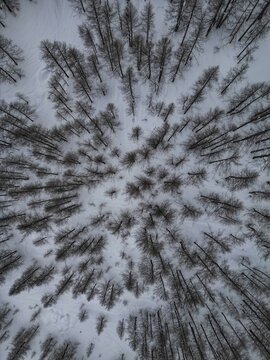 Aerial view of a dense snow-covered forest with bare larch trees creating a vertical pattern on the white ground in Breuil-Cervinia, Aosta Valley, Italy.