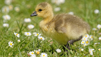 Poussin oie dans l'herbe © fzrmailbox