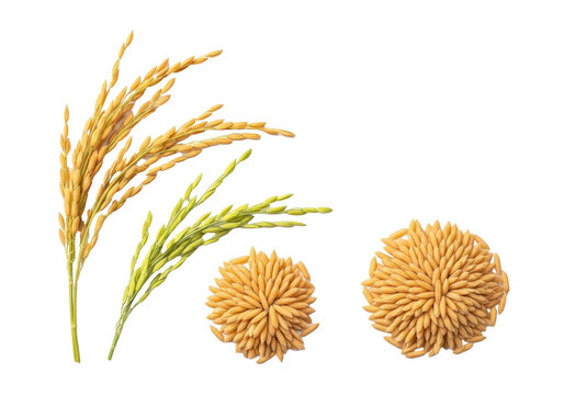 Photorealistic flat lay of golden rice ears, stalks, and loose grains on transparent, soft studio light, sharp focus, copy space, concept of natural abundance and sustainability