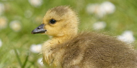 portrait de Poussin oie  © fzrmailbox