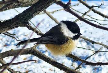 great tit on branch © Lesya