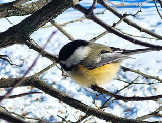 great tit on branch © Lesya