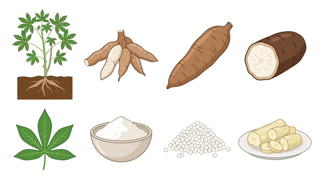 Detailed botanical illustration showing the entire cassava plant including fresh roots, processed starch flour, white pearls, and sliced pieces