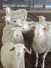 Obraz premium Sheep on the outdoor grassland