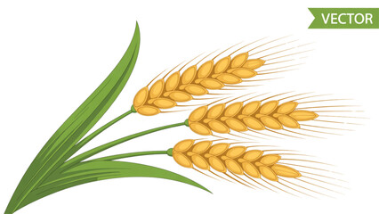 Golden wheat stalk with green leaves standing upright Vector © Sofiqul