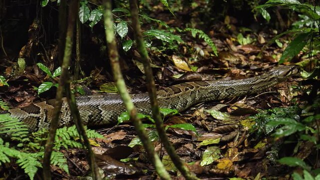 A large python slowly slithers on the dense jungle floor among foliage, showing its natural habitat and movement.