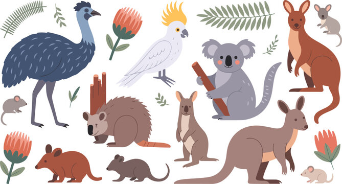 Flat minimalist illustration of Australian wildlife featuring emu cockatoo koala kangaroo wallaby echidna rodents and protea flowers on white background