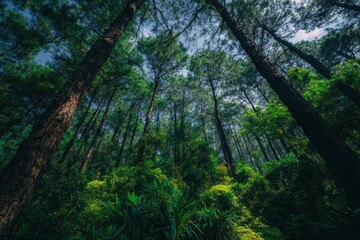 Fototapeta premium 日中は緑の林床の上に高い木がそびえ立っています