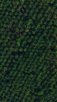 Aerial view of dense palm oil plantation with lush green fronds creating a repetitive pattern at Bukit Lawang Bohorok, North Sumatra, Indonesia.