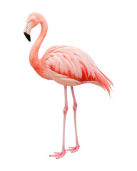 Fototapeta premium Elegant pink flamingo standing gracefully on a clean white background, showcasing beauty, balance, and tropical charm.
