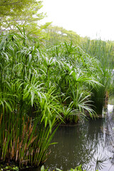 Fototapeta premium Cyperus involucratus plant in pond