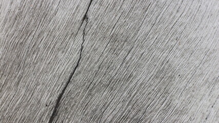 Close up texture of a tree bark © SISIRA