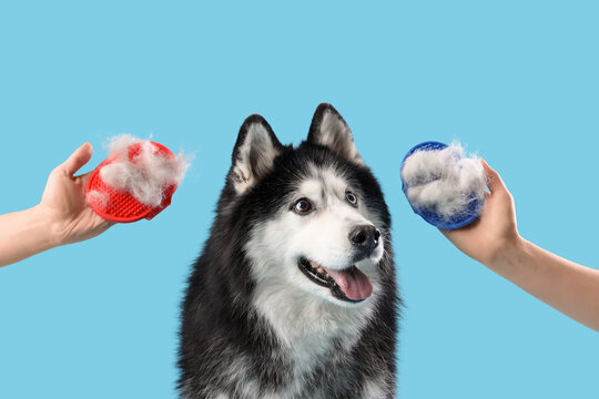 Cute dog and groomer's hands with brushes on blue background