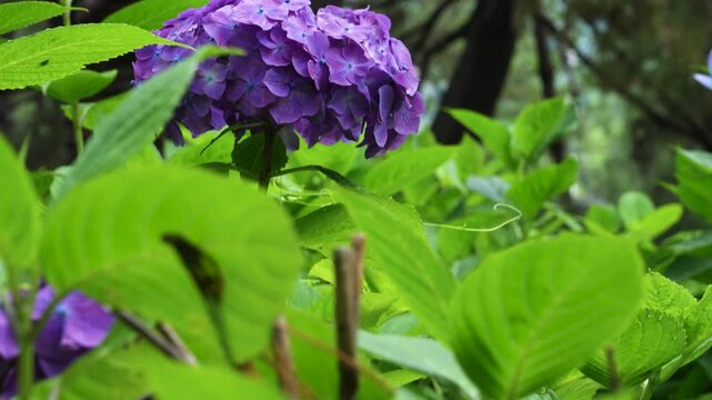 紫陽花を撮影したティルトアップスローモーション動画