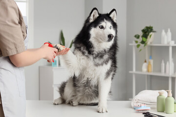 Groomer trimming dog's claws in salon © Pixel-Shot