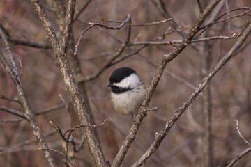 Black-capped chickadee in a park. © RiMa Photography