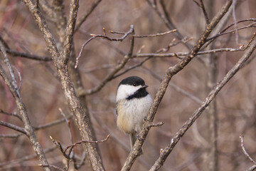 Black-capped chickadee in a park. © RiMa Photography