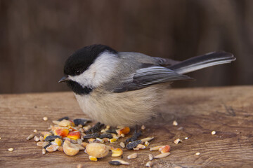 Black-capped chickadee in a park. © RiMa Photography