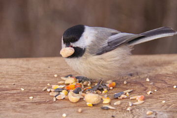 Black-capped chickadee in a park. © RiMa Photography