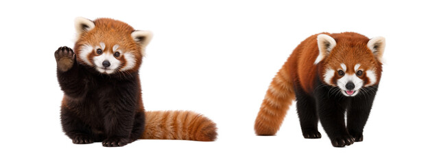 Cute red panda pair isolated on white background, one sitting and waving while the other walks forward, charming wildlife illustration with playful expression © MJ iceberg